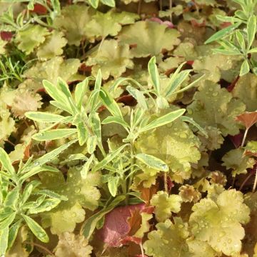 Zusammensetzung Hidden Treasure - eine Komposition aus 3 Pflanzen