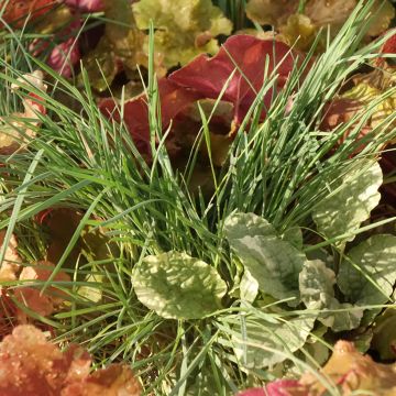 Sunkissed-Komposition - eine Zusammenstellung aus 4 Pflanzen Sunkissed-Komposition - eine Zusammenstellung aus 4 Pflanzen