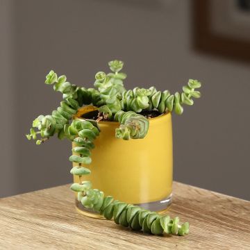 Crassula rupestris subsp. marnieriana - Felsen-Dickblatt