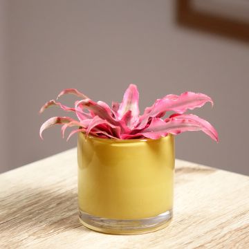 Cryptanthus Super Pink - Erdbromelie