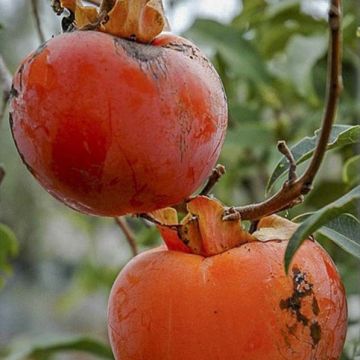 Kaki-Pflaume Cioccolatino - Diospyros kaki Kaki-Pflaume Cioccolatino - Diospyros kaki