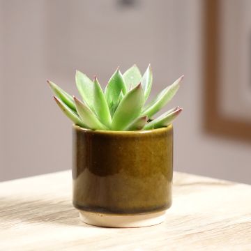 Echeveria agavoides Red Tip - Echeverie