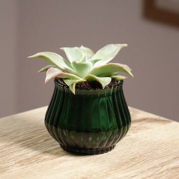 Echeveria Madiba - Echeverie