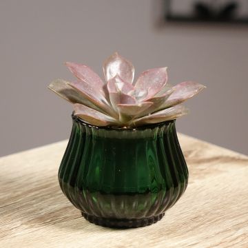 Echeveria Nina - Echeverie