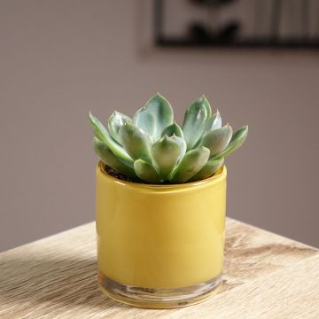 Echeveria Pink Edge - Echeverie