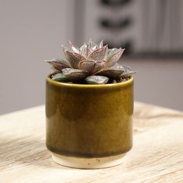 Echeveria purpusiorum - Echeverie