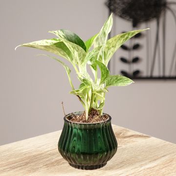 Efeutute - Epipremnum aureum Marble Queen Efeutute - Epipremnum aureum Marble Queen
