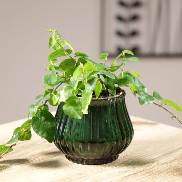 Ficus pumila Arina - Kletter-Feige Ficus pumila Arina - Kletter-Feige