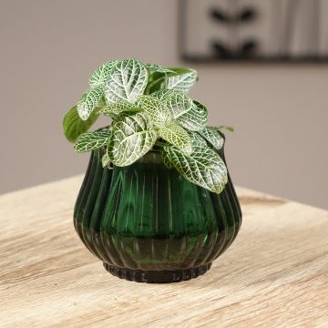Fittonia Mini White - Mosaikpflanze Fittonia Mini White - Mosaikpflanze