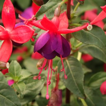 Fuchsia Jollies Nantes