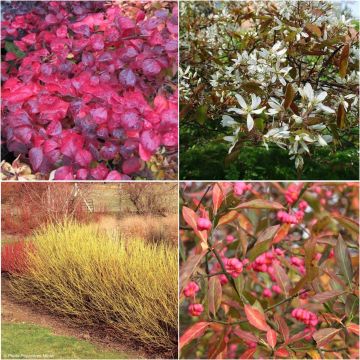 Natürliches 4-Jahreszeiten-Heckenpflanzenset, umweltfreundlich