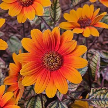 Heliopsis helianthoides Orange Marble  (samen) - Sonnenauge
