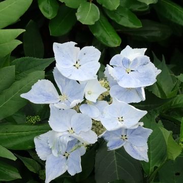 Hydrangea Renaissance - Hortensie