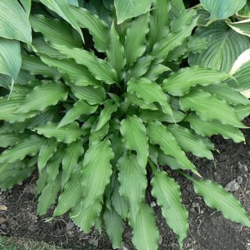Hosta Atomic Elvis - Garten-Funkie