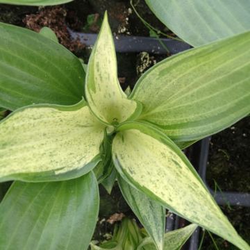 Hosta Zeus - Garten-Funkie