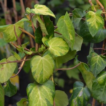 Hedera colchica Sulphur Heart - Kaukasus Efeu