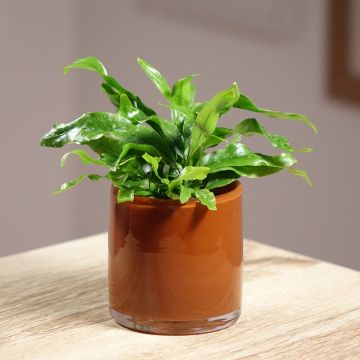 Javafarn - Microsorum pteropus