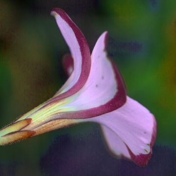Zweifarbiger Sauerklee Autumn Pink - Oxalis versicolor Zweifarbiger Sauerklee Autumn Pink - Oxalis versicolor
