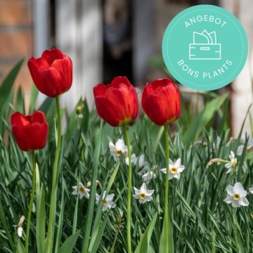 Gute Pflanzen-Korb speziell für Zwiebeln