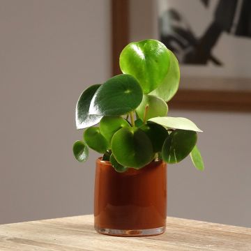 Peperomia arifolia - Zwergpfeffer