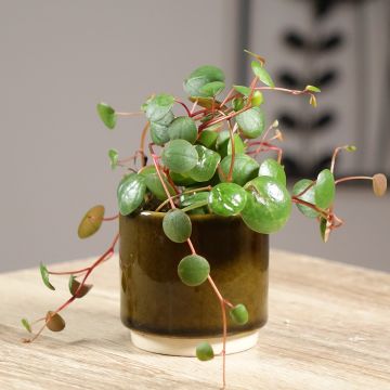 Peperomia Pepperspot - Zwergpfeffer