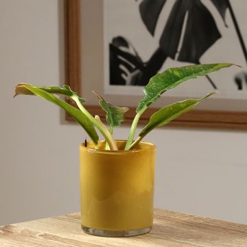 Philodendron Ring of Fire