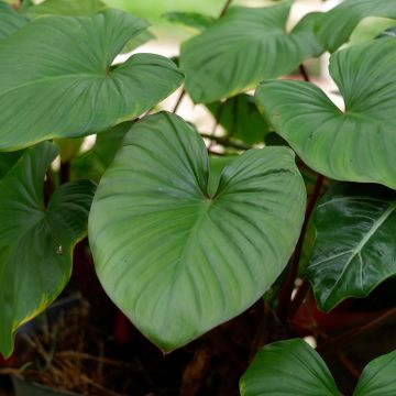 Philodendron squamiferum x serpens - Baumfreund