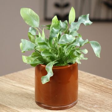 Phlebodium Blue Star - Tüpfelfarn