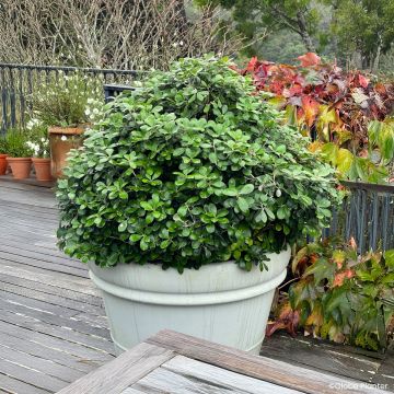 Pittosporum crassifolium Pot Belly - Klebsame
