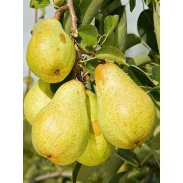 Bio Zwergbirnbaum William's
