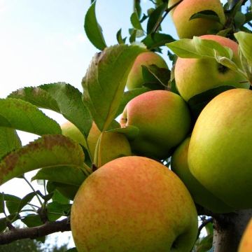 Apfelbaum Golden Delicious - Malus domestica Apfelbaum Golden Delicious - Malus domestica