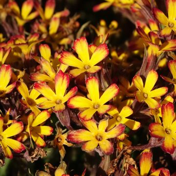 Primula polyantha Oak Leaf Yellow Picotee - Primel