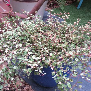 Pseudanthus tasmanicus Radiance Pseudanthus tasmanicus Radiance