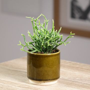 Rhipsalis cereuscula - Korallenkaktus