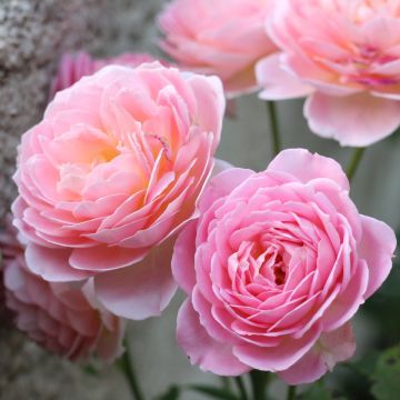 Rosa Jubilee Celebration - Englische Rose Rosa Jubilee Celebration - Englische Rose