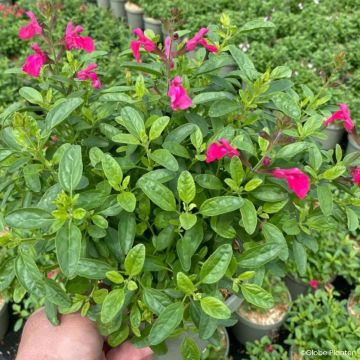 Salvia greggii Mirage Hotpink - Strauchiger Salbei