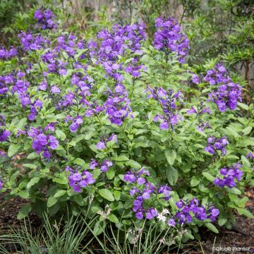Salvia microphylla So Cool Purple