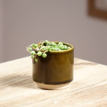 Erbsenpflanze - Senecio rowleyanus variegata