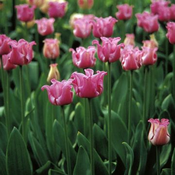 Coronet-Tulpen Picture Coronet-Tulpen Picture
