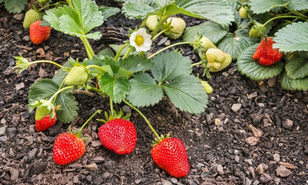 BESTELLEN SIE IHRE ERDBEEREN – FÜR KÖSTLICHE ERTRÄGE JAHR FÜR JAHR!