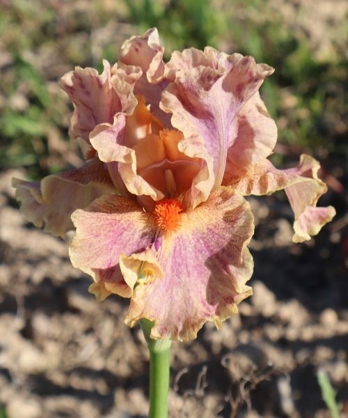 IRIS GERMANICA NEUHEITEN
