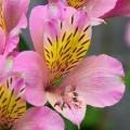 Rosa Inkalilien - Alstroemeria
