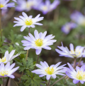 Strahlen-Windröschen - Anemone blanda