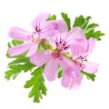 Special offer Balkonblumen