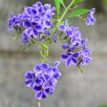 Exotischen Sträucher mit blauen Blumen