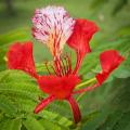Exotischen Sträucher mit roten Blumen