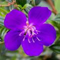 Exotischen Sträucher mit violetten Blumen