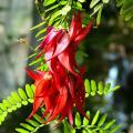 Exotischen Sträucher nach Blumenfarbe