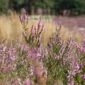 Sommerheide