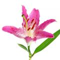 Special offer Blumenzwiebeln